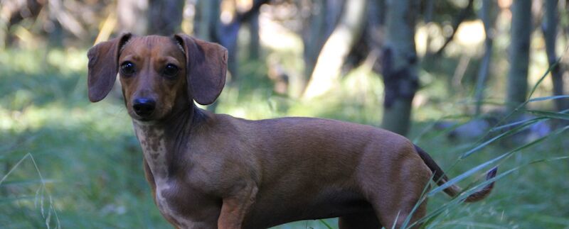 Dachshund Breed Information