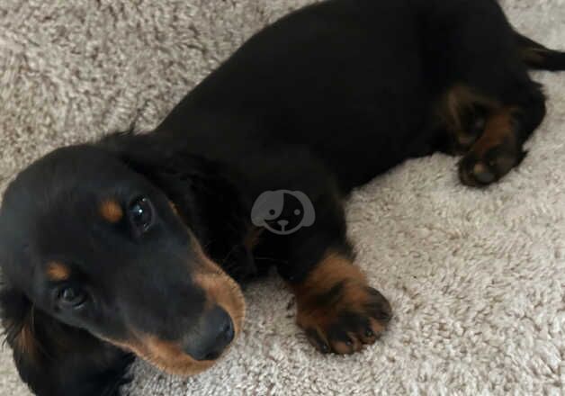 Dachshunds for sale in Leeds, West Yorkshire