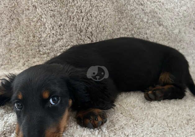 Dachshund Puppies for sale in West Yorkshire