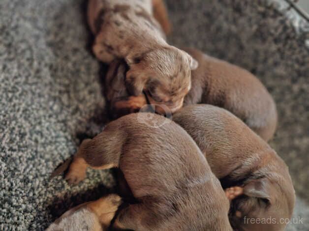 1 choc and tan daschund puppy for sale in Dunbar, East Lothian - Image 1