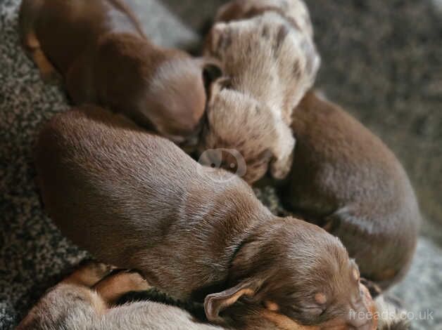 1 choc and tan daschund puppy for sale in Dunbar, East Lothian - Image 2