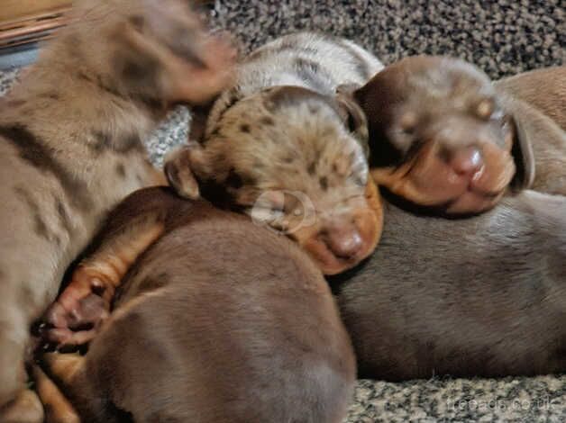 Dachshund Puppies for sale in East Lothian