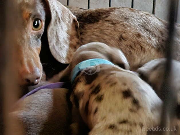 1 choc and tan daschund puppy for sale in Dunbar, East Lothian - Image 4