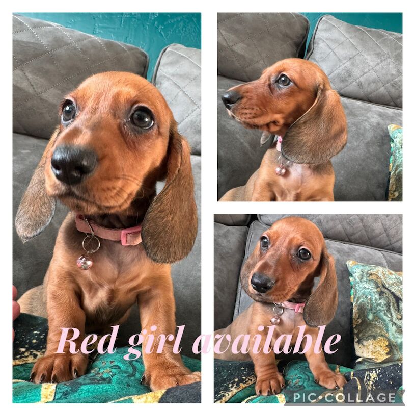 1 cute red dachshund girl available for sale in Preston, Lancashire