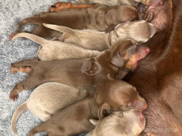 3 miniature dachshunds for sale in Selby, North Yorkshire - Image 3