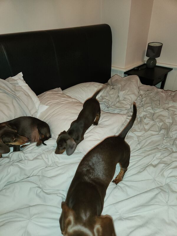 Dachshunds for sale in Redhill, Surrey