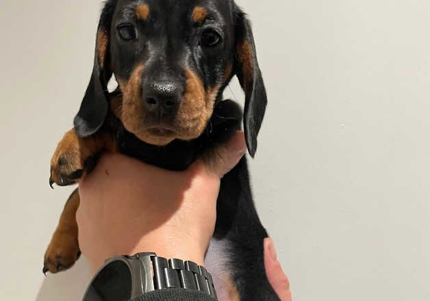 1 Superior quality KC mini PRA clear dachshund for sale in Wisbech, Cambridgeshire