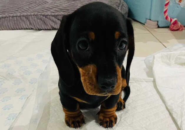 1 Superior quality KC mini PRA clear dachshund for sale in Wisbech, Cambridgeshire - Image 2