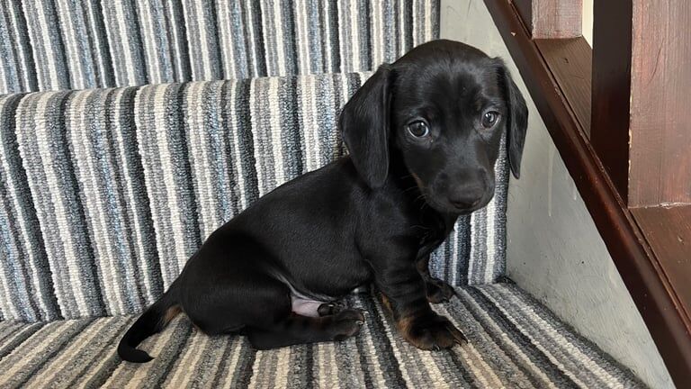 1 x Male Dacshund Pup for sale in Ballymena, County Antrim