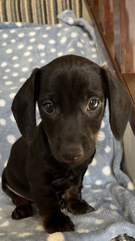 1 x Male Dacshund Pup for sale in Ballymena, County Antrim - Image 2