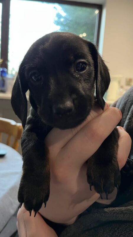 1 x Male Dacshund Pup for sale in Ballymena, County Antrim - Image 3