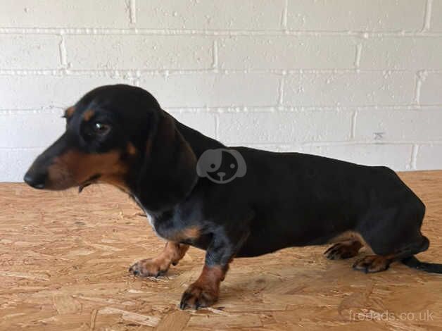 1 year old Black and Tan girl for sale in Maidstone, Kent