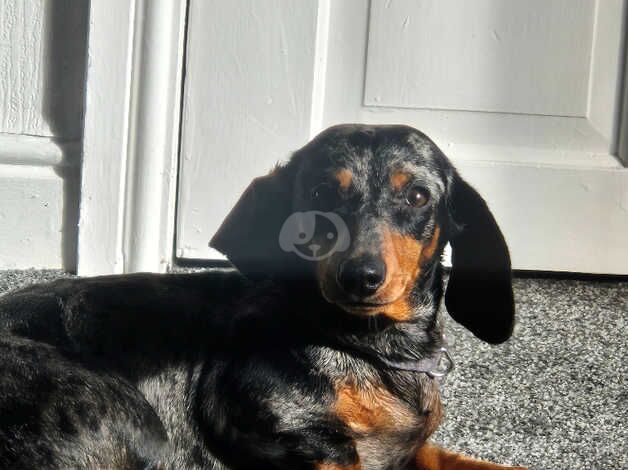 1 year old female Dachshund for sale in Accrington, Lancashire