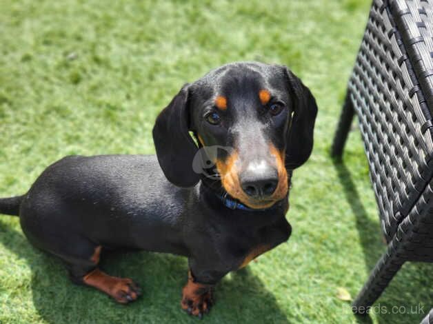 1 year old mini dachshund for rehome for sale in Lincoln, Lincolnshire