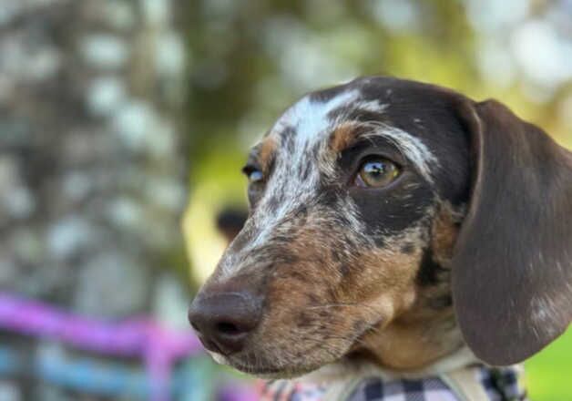 10 Month old chocolate dapple female for sale in Exeter, Devon