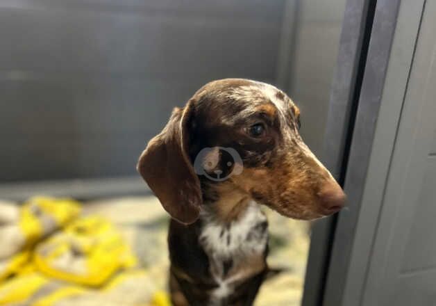 Dachshunds for sale in Exeter, Devon