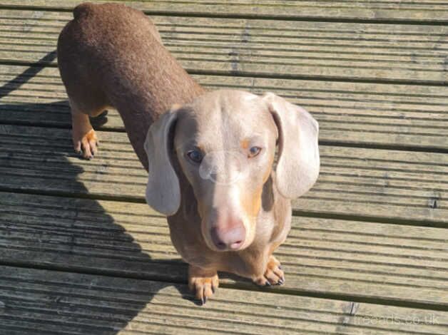 10 month old male dachshund for sale in Bradford, West Yorkshire