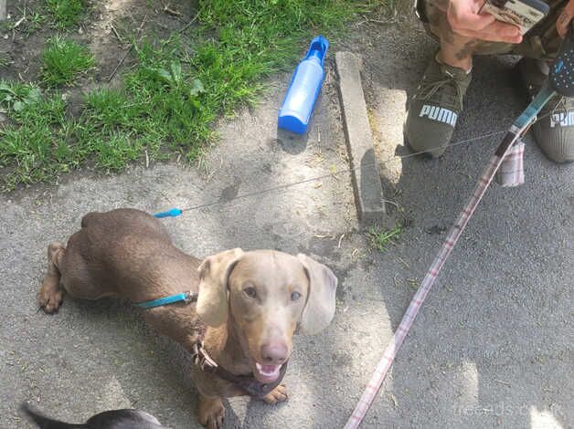 10 month old male dachshund for sale in Bradford, West Yorkshire - Image 2