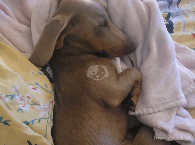 10 month old male dachshund for sale in Bradford, West Yorkshire - Image 5