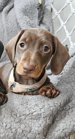 10 week miniature dachshund for sale in Walsall, West Midlands