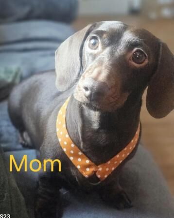 10 week miniature dachshund for sale in Walsall, West Midlands - Image 2