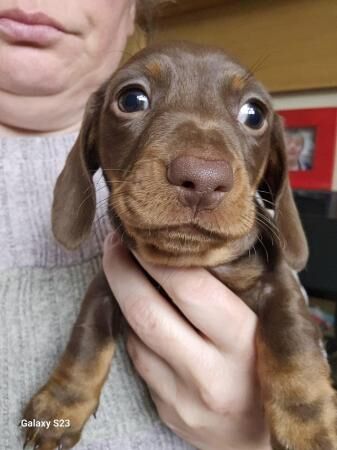 10 week miniature dachshund for sale in Walsall, West Midlands - Image 3