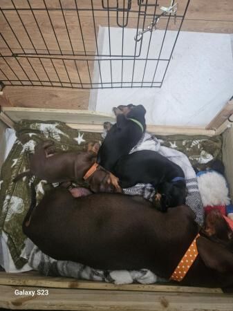 10 week miniature dachshund for sale in Walsall, West Midlands - Image 4