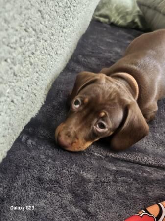 10 week miniature dachshund for sale in Walsall, West Midlands - Image 5