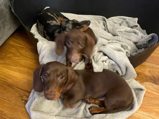 10 week old sausage dogs for sale in Cwmbran/Cwmbrân, Newport - Image 1