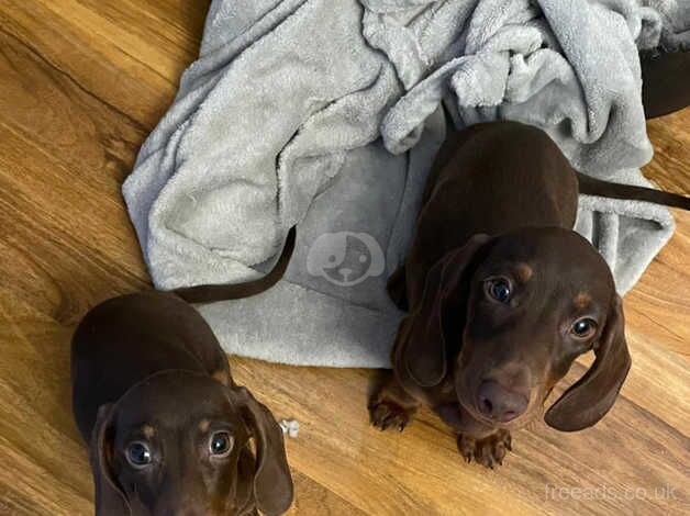 10 week old sausage dogs for sale in Cwmbran/Cwmbrân, Newport - Image 2