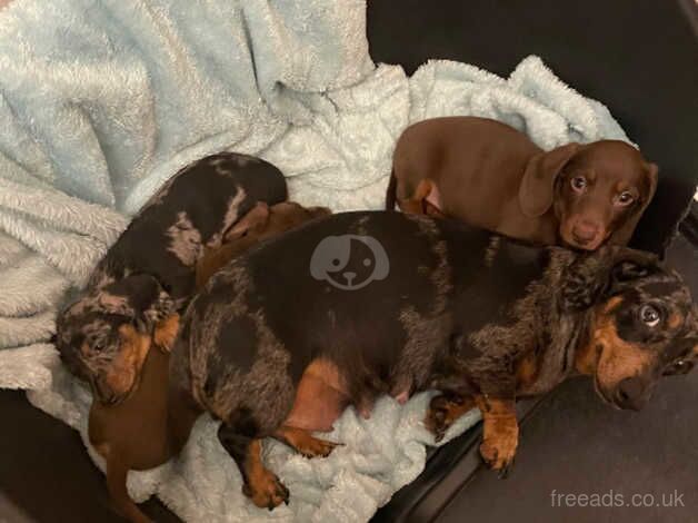 10 week old sausage dogs for sale in Cwmbran/Cwmbrân, Newport - Image 4