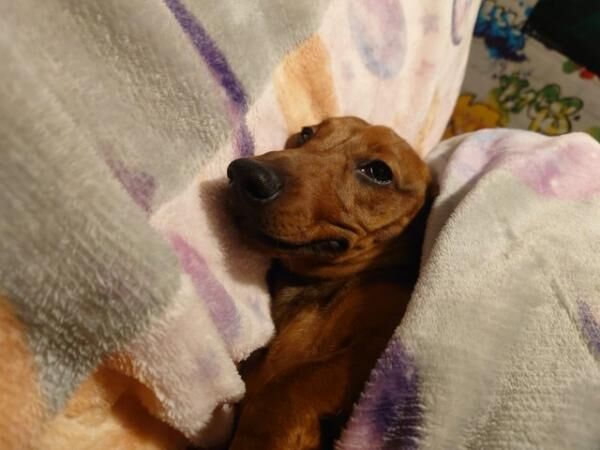 10month old miniature dachshund for sale in Brecon/Aberhonddu, Powys - Image 1