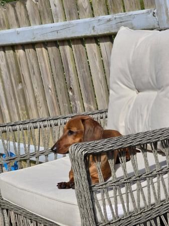 10month old miniature dachshund for sale in Brecon/Aberhonddu, Powys - Image 2