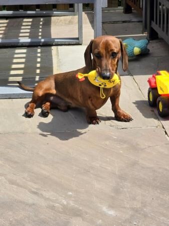 10month old miniature dachshund for sale in Brecon/Aberhonddu, Powys - Image 3