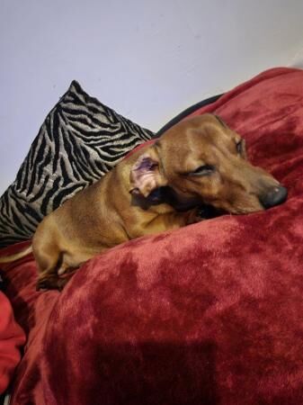 10month old miniature dachshund for sale in Brecon/Aberhonddu, Powys - Image 4