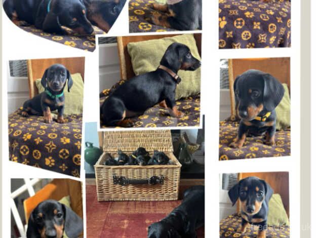 11 Dashchund Puppies for new home for sale in Selby, North Yorkshire