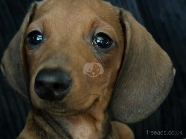 11 month male dachshund for sale in Lowestoft, Suffolk - Image 1