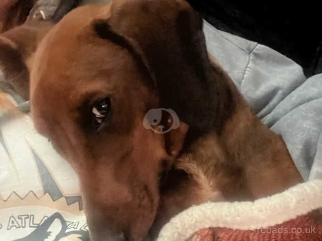 11 month male dachshund for sale in Lowestoft, Suffolk - Image 2