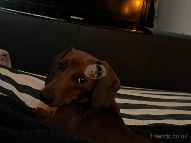 11 month male dachshund for sale in Lowestoft, Suffolk - Image 3