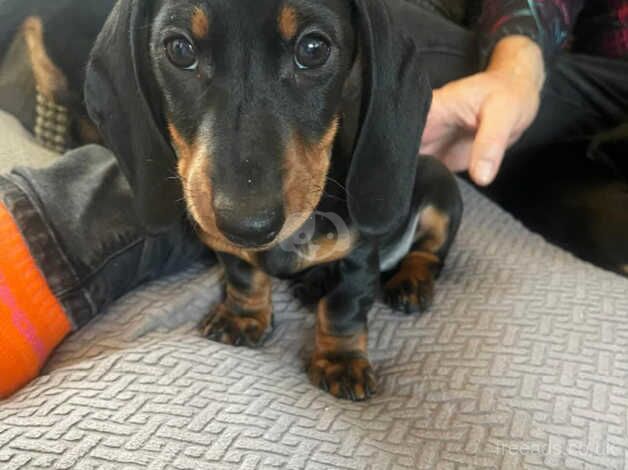 11 week old Female dachshunds looking for there forever home for sale in Ryton, Tyne and Wear