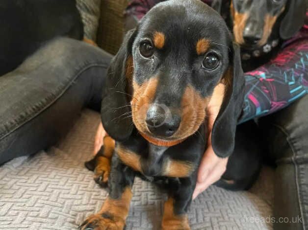 11 week old Female dachshunds looking for there forever home for sale in Ryton, Tyne and Wear - Image 2