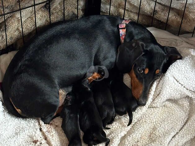 11 week old Female dachshunds looking for there forever home for sale in Ryton, Tyne and Wear - Image 3