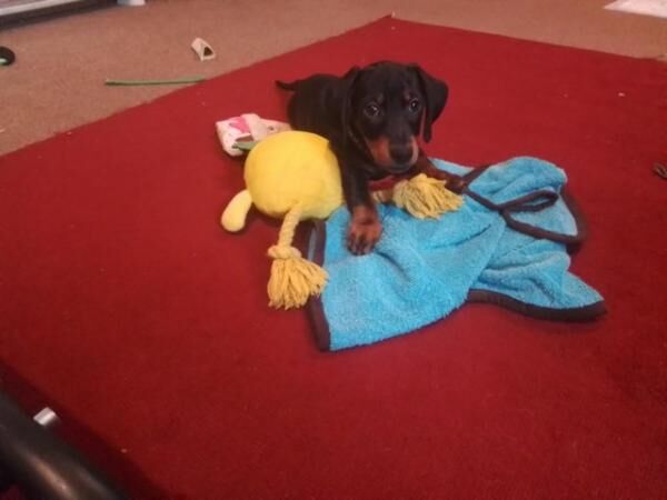 11 week old gorgeous dachshund puppies,microchipped and vet for sale in Acton, Suffolk
