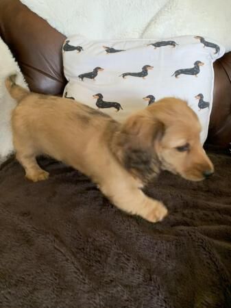 11weeks old mini longhair dachshunds for sale in Leeds, West Yorkshire