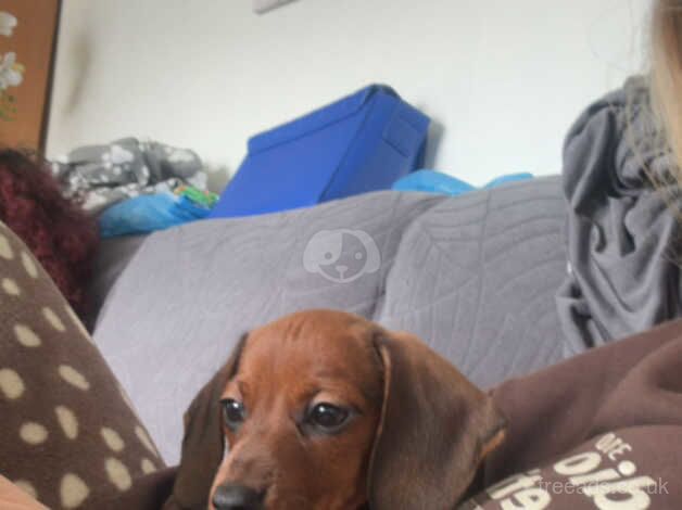 12 week old. Beautiful little girl. for sale in Rochdale, Greater Manchester - Image 3