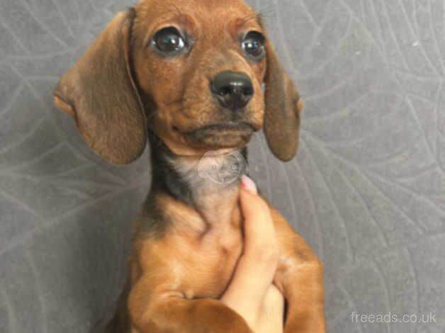 12 week old. Beautiful little girl. for sale in Rochdale, Greater Manchester - Image 5