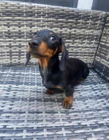 13 week old Dachshund puppy. Fully vaccinated. Pra clear for sale in Doncaster, South Yorkshire