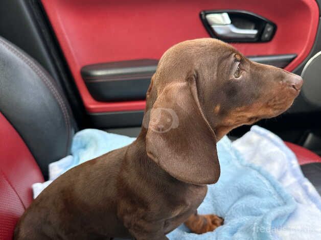 13 week old miniature dachshund pedigree non reg for sale in Belfast