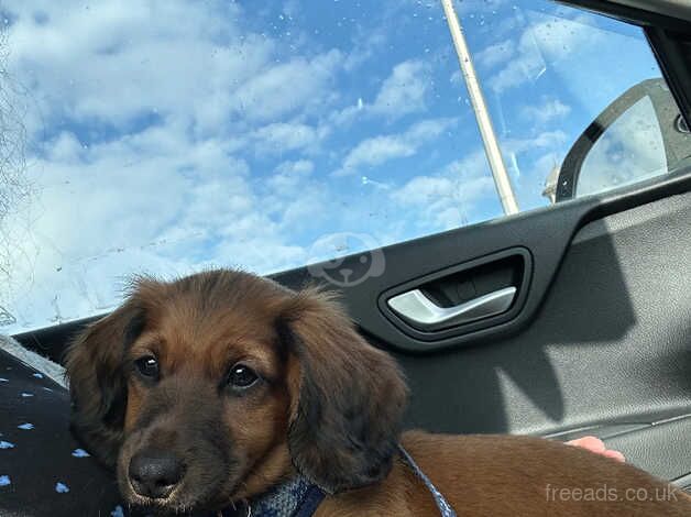 14 week old male long haired Dachshund for sale in Harrogate, North Yorkshire - Image 1