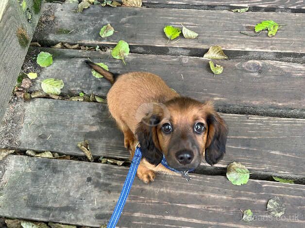 14 week old male long haired Dachshund for sale in Harrogate, North Yorkshire - Image 2